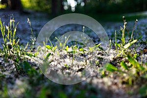 Poplar fluff lies on the ground in the forest, grass sprouts at sunset