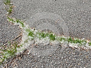 Poplar fluff, outdoors in the grass, allergen