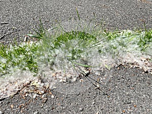 Poplar fluff, outdoors in the grass, allergen