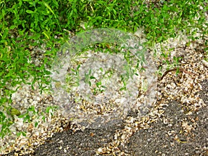 Poplar fluff in the park