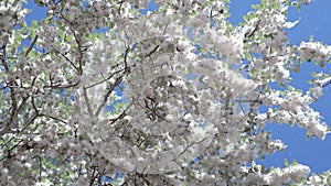 Poplar fluff on poplar tree against blue sky