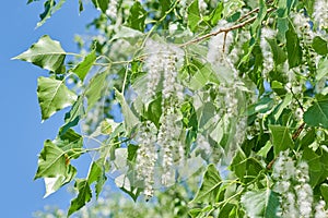 Poplar fluff seeds on the branches and leaves of a tree at blue sky background