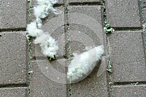 Poplar fluff on the sidewalk. Close-up photo