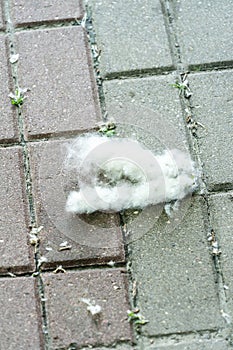 Poplar fluff on the sidewalk. Close-up photo