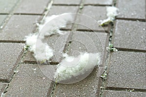 Poplar fluff on the sidewalk. Close-up photo