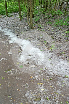 The poplar fluff strayed at the side of the park path. June