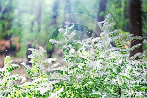 Poplar fluff. Summer starts with a poplar fluff. Magic image. Poplar fluff on the branches of a bush. Sunlight and falling poplar