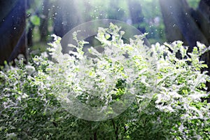 Poplar fluff. Summer starts with a poplar fluff. Magic image. Poplar fluff on the branches of a bush. Sunlight and falling poplar