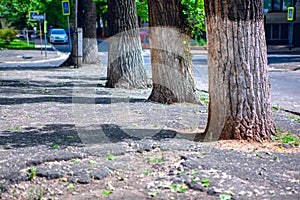 Poplar fluff and trunks