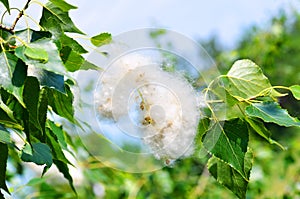 Poplar fluff in twig among green leaves