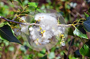 Poplar fluff in the twig among leaves