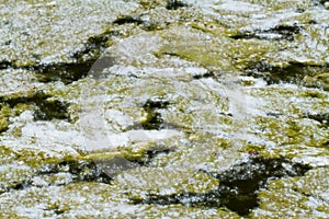 Poplar fluff on the water