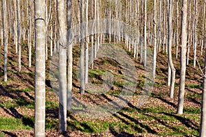 Poplar forest in autumn photo