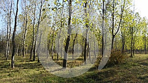 Poplar forest in autumn by Siret River, Romania