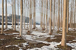 Poplar forest on the banks of the Bayas River photo