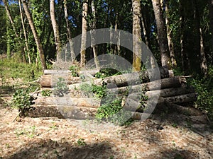 Poplar forest with cut trunks