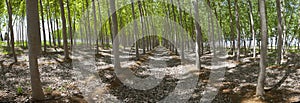 Poplar forest panoramic