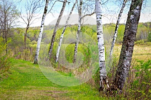 Poplar Forest in Spring