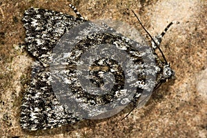 Poplar grey moth (Acronicta megacephala) from above