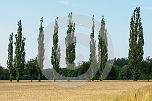 Poplar grove in an agrarian landscape