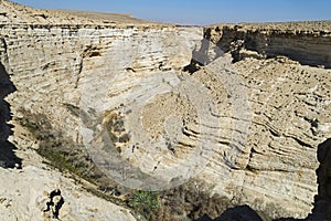 Poplar Grove in Ein Avdat Canyon in Israel photo