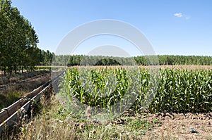 Poplar groves and cornfields