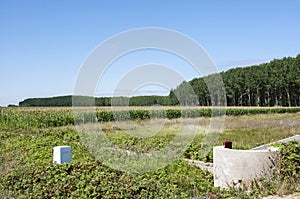 Poplar groves and cornfields