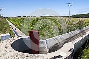 Poplar groves and cornfields