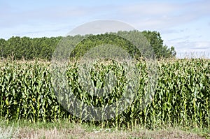 Poplar groves and cornfields