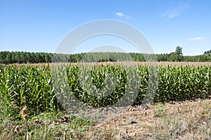 Poplar groves and cornfields