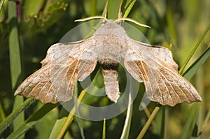 Poplar Hawk-Moth