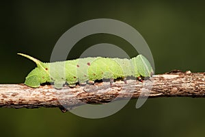 A Poplar Hawk-moth Caterpillar Laothoe populi.