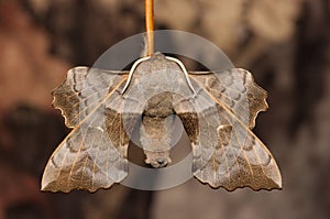 Poplar Hawk-moth close-up