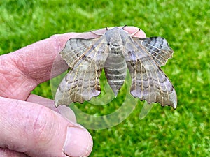 Poplar Hawk Moth