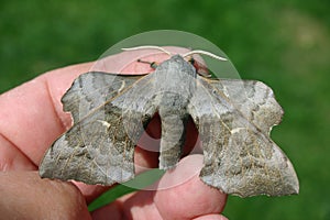 Poplar hawk moth on hand