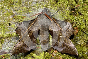 Poplar hawk-moth (Laothoe populi) from above