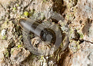 Poplar hawk-moth, Laothoe populi on tree trunk