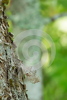 Poplar hawk-moth, Laothoe populi on tree trunk photo
