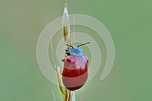 Poplar Leaf Beetle sitting motionless on the grass.