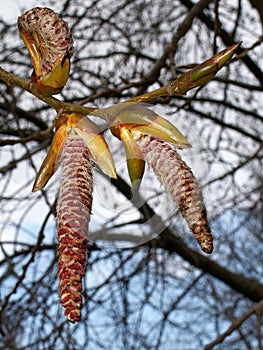 Poplar Leaf-buds Closeup photo