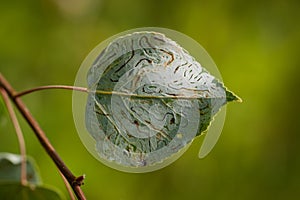 Poplar Leaf with Leaf Miner Moth