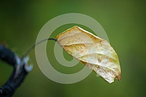 Poplar Leaf - Shriveled Up