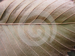 Poplar leaf surface with veins