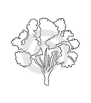 Poplar, maple, ash tree one line art. Continuous line drawing of plants, herb, tree, wood, nature, flora, deciduous tree