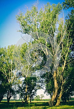 Poplar on a meadow in summer on a sunny day