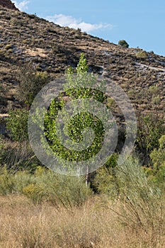 Poplar in a mountainous area in southern Spain