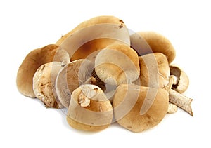 Poplar mushroom Agrocybe aegerita