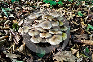 Poplar mushroom or velvet pioppini (lat. Cyclocybe aegerita), edible wild mushrooms with caps in a forest, fungus