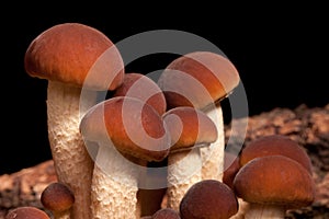 Poplar Mushrooms Closeup (Pholiota Aegerita)