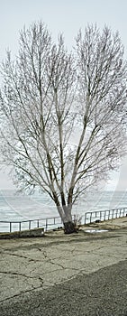 Poplar on the pier, Togliatti stands out against the white snowy winter sky and mountains. Winter landscape